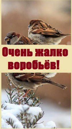 От стаи воробьев к февралю остались одинокие птицы. Как жалко этих малышей!