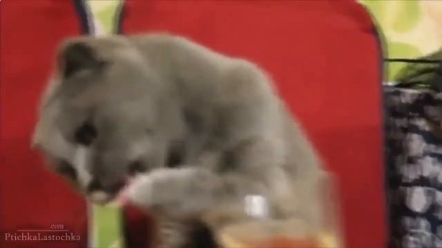 Эти Смешные Кошки Подборка За 2013! Funny Cats Compilation November 20131 смотреть онлайн