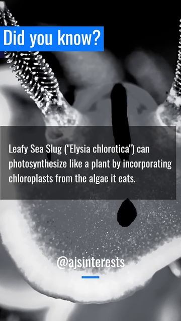 Did you know? - Sea slug #interestingfacts #sea #all #knowledge #world #animals #life #india #like смотреть онлайн