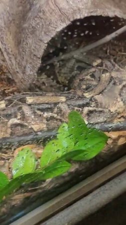 Gaboon Viper 💪🏾🐍🤙🏾