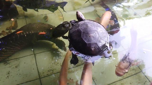 Arapaima Gigas In My Fish Pond