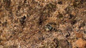 Green-eyed Flower Bee (Anthophora bimaculata)