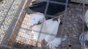 Türkmenistan. Голубиный базар.ТУРКМЕНАБАДА.28.07.2024.г.🇹🇲🕊🕊🕊🕊.