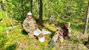 СБОР ОРЕХА В 2024. С ШИШКОЙ ОПОЗДАЛИ, НО ГРИБОВ В ЛЕСУ ПОЛНО