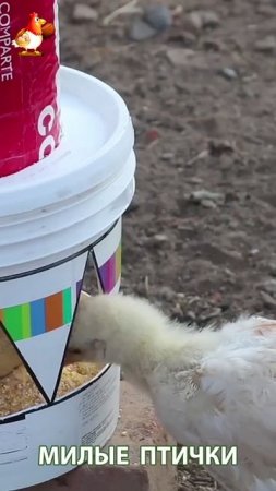 Варианты кормушек и поилок для кур и цыплят 🐓🐤🐔 идея (6)