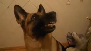 Отдай! Пойдём гулять.