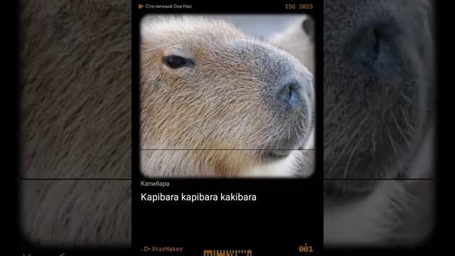 песня капибара