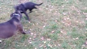 Venčení (Tug of war)