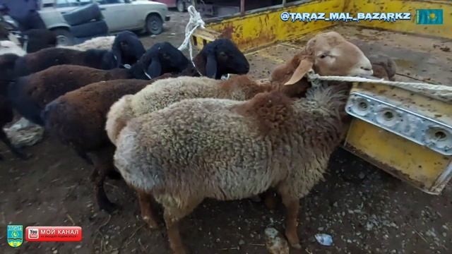 Тараз мал базары 24.12.2023