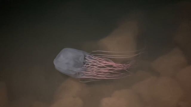 Box Jellyfish (Chironex fleckeri) смотреть онлайн