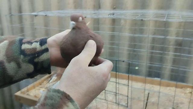 Голуби Николая Жеребцова. 8-989-129-80-55. Краснодар край станица Платнировская.