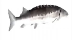 лосось крутится и всë