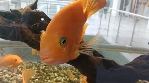 Goldfish🐠🐠🐠🐠🐠, золотые рыбки, АКВАРИУМ, поют золотыЕ