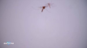 ▽ Что было, если бы исчезли все комары на планете