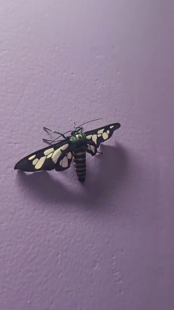 The Butterfly 😱😱😱...#shorts смотреть онлайн