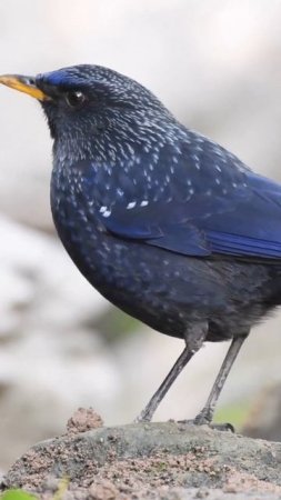 Blue Whistling Thrush