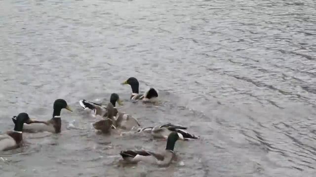 первая рыбалка 2019(прикормили рыбку) смотреть онлайн