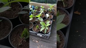 Мои вредители черенков гортензии 😠😁 сохнут листья- 🥵