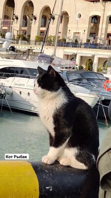 Кот Рыбак