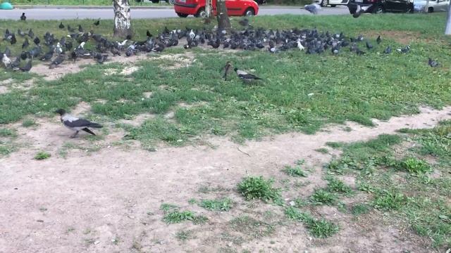 Вороны!!!! смотреть онлайн