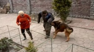 САМАЯ ДОРОГАЯ СОБАКА В МИРЕ - ТИБЕТСКИЙ МАСТИФ