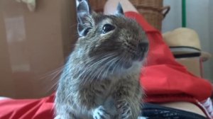 I'm Scatman - Degu Sing