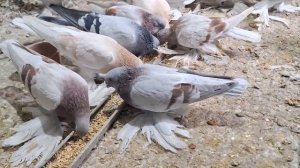 Голубеводство. Чеснок в неделю раз. #Голуби