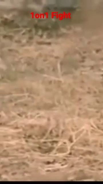 Monkey vs King Cobra смотреть онлайн