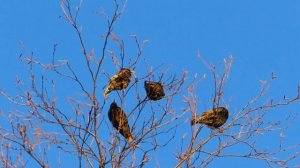 №4913 06 04 2024  Скворцы прилетели