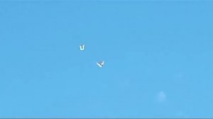 Николаевские голуби Воронежская область