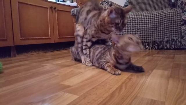 Cats Love/ Mating Of Bengal Cats