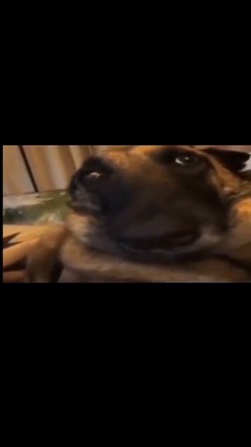 Собака в шоке лежит мем смотреть онлайн