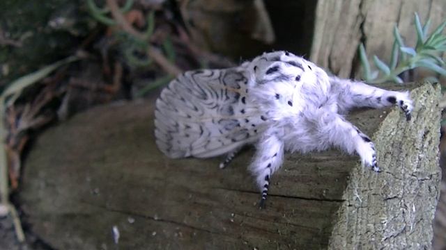 Tameside Films #tameside England UK смотреть онлайн