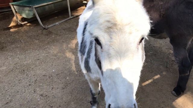 With Donkeys - Featherdale Wildlife Park смотреть онлайн