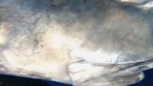 РЫБАЛКА НА БАЛИ. Я поймал САМУЮ СИЛЬНУЮ рыбу в мире