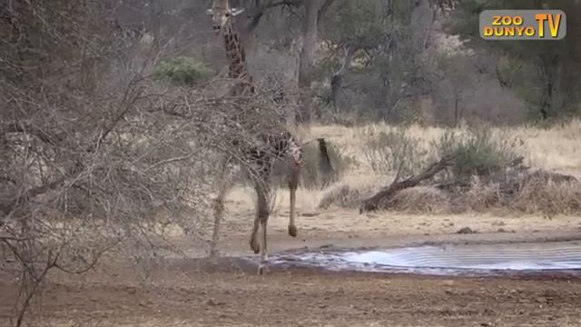 JIRAFA! JUDA HAM KUICHLI BOSH VA TUYOQ ZARBALARIGA EGA BO'LGAN DUNYODAGI ENG BALAND BO'YLI HAYVON! смотреть онлайн