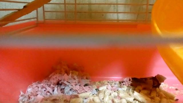 У ДЖУНГАРИКОВ ПРИБАВЛЕНИЕ МАЛЫШИ | Хомячуля: Secret Life Hamster - Pets