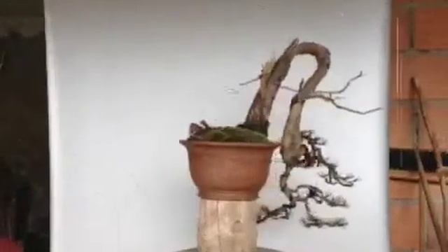 Bonsai Pinus Kengai