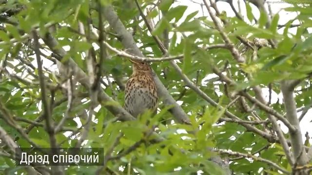 Дрізд співочий. Перелітні птахи України. Серія «Природне довкілля». Пізнаймо світ разом!