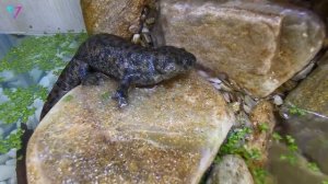 ▽ Существа, способные отрастить конечность