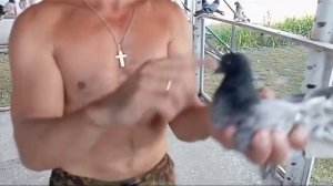 Николаевские голуби Воронежская область