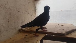 Арабский голуби адана продаётся 2 пара и 1 самец pigeons of breed adana for sale Uzbekistan