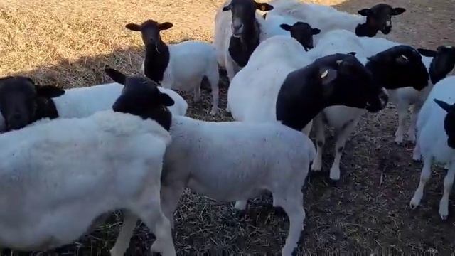 Ягнята Дорпер, 3-4 месяца смотреть онлайн