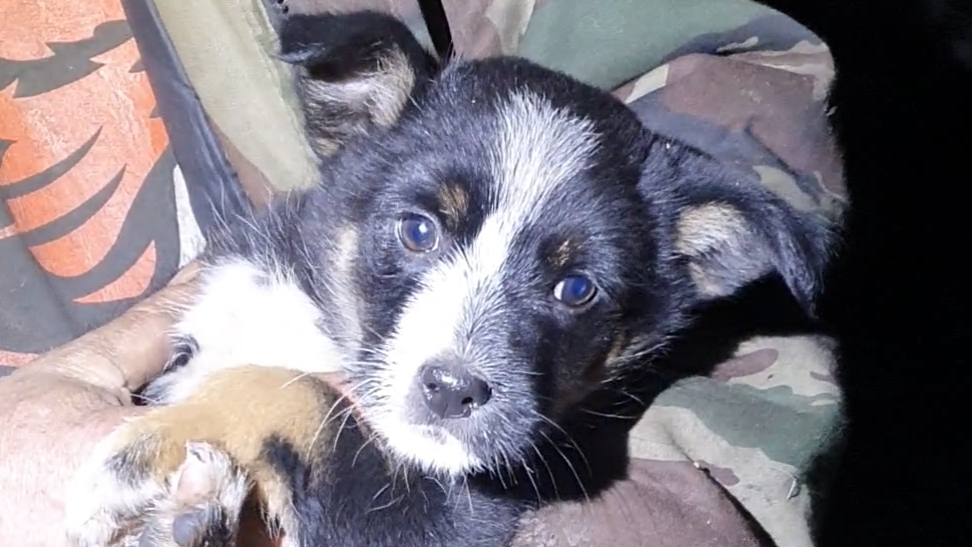 Крохи выживают на старой ферме смотреть онлайн