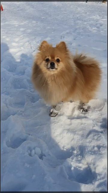 Шпиц и зима! смотреть онлайн