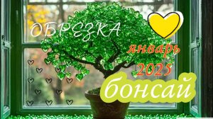 Фикус Бенджамина формирование Бонсай