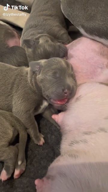 When your sleepy with a full belly mum makes the perfect pillow 😍🐾 смотреть онлайн