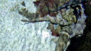 Санкт-Петербургский Океанариум • Наша экскурсия • 21 июня 2024