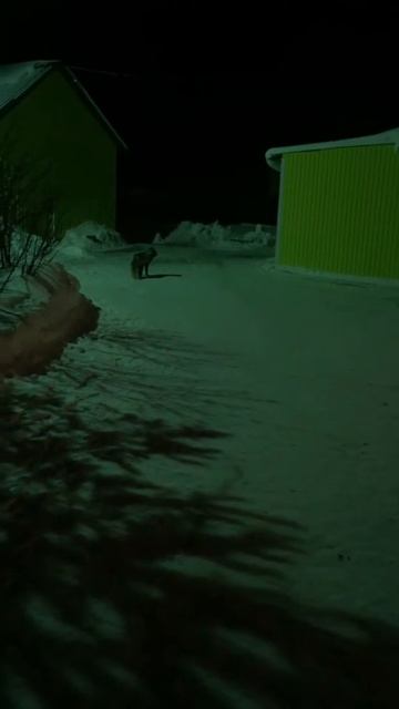 Лис пришёл на ужин смотреть онлайн