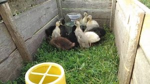 🐧🐧БЕГУНКАМ уже месяц🐧🐧 #уткииндийскийбегун #несушки #кормлениеутят#гриль